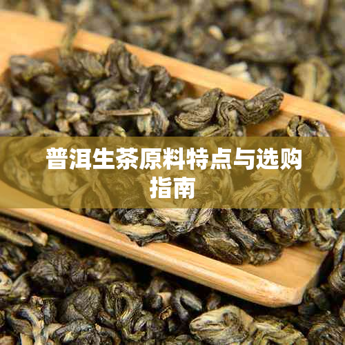 普洱生茶原料特点与选购指南