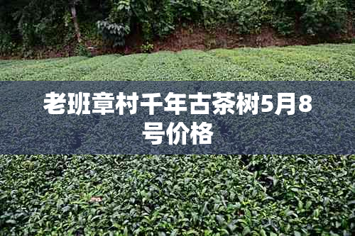 老班章村千年古茶树5月8号价格