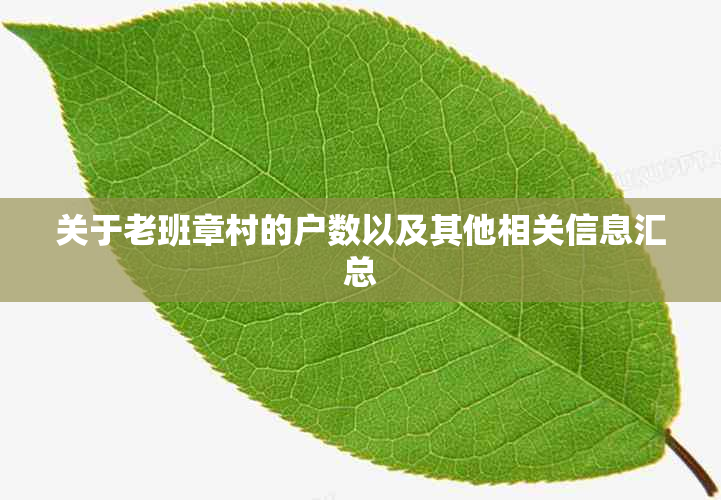 关于老班章村的户数以及其他相关信息汇总