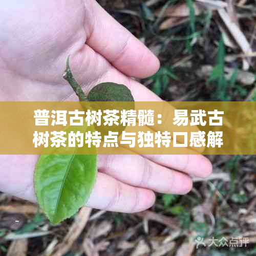 普洱古树茶精髓:易武古树茶的特点与独特口感解析