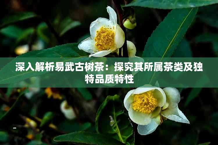 深入解析易武古树茶:探究其所属茶类及独特品质特性