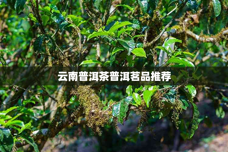 云南普洱茶普洱茗品推荐