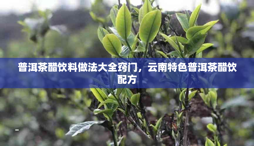 普洱茶醋饮料做法大全窍门,云南特色普洱茶醋饮配方