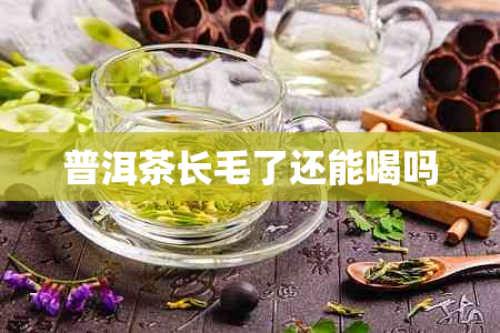 普洱茶长毛了还能喝吗