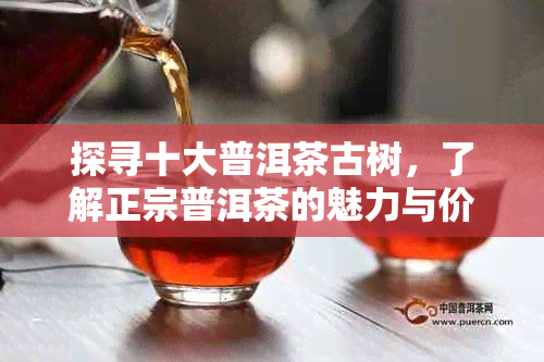 探寻十大普洱茶古树，了解正宗普洱茶的魅力与价值