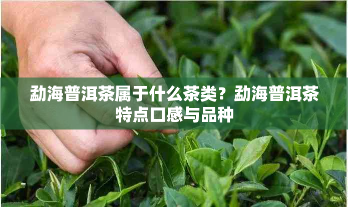 勐海普洱茶属于什么茶类?勐海普洱茶特点口感与品种