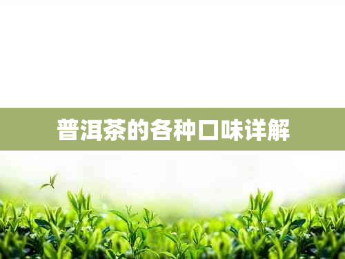 普洱茶的各种口味详解