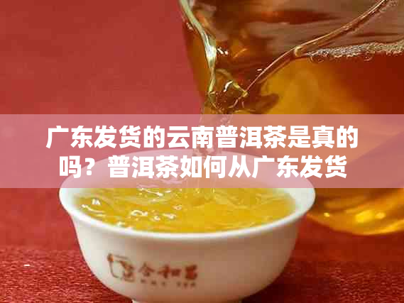 广东发货的云南普洱茶是真的吗？普洱茶如何从广东发货