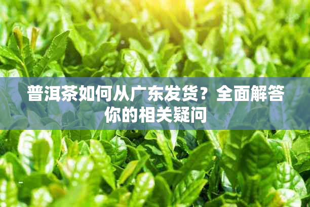 普洱茶如何从广东发货?全面解答你的相关疑问