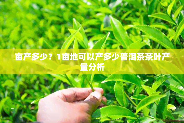 亩产多少？1亩地可以产多少普洱茶茶叶产量分析