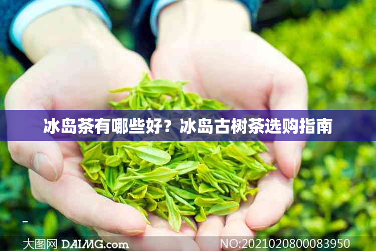 冰岛茶有哪些好?冰岛古树茶选购指南