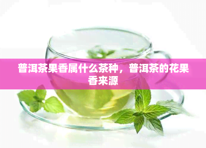 普洱茶果香属什么茶种,普洱茶的花果香来源