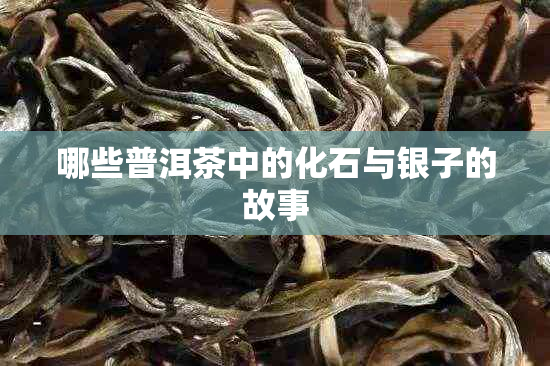 哪些普洱茶中的化石与银子的故事