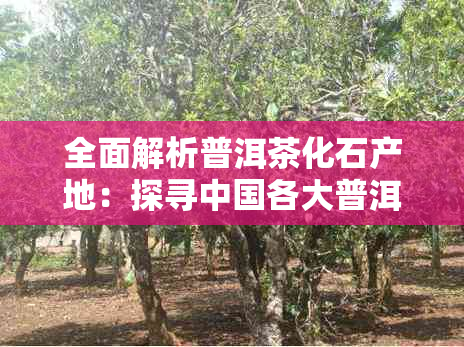 全面解析普洱茶化石产地:探寻中国各大普洱茶化石产区一览及特色