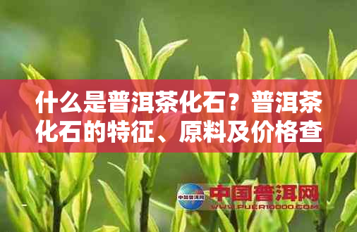 什么是普洱茶化石?普洱茶化石的特征、原料及价格查询