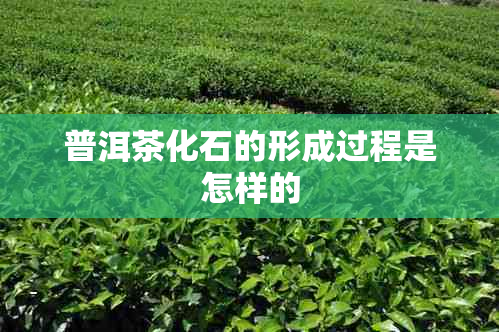 普洱茶化石的形成过程是怎样的