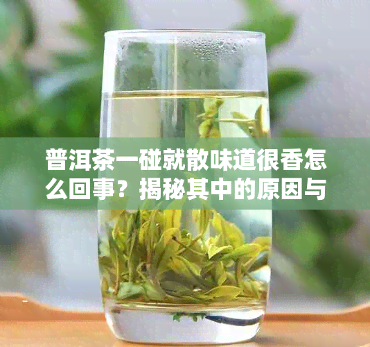 普洱茶一碰就散味道很香怎么回事?揭秘其中的原因与解决办法