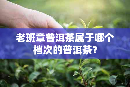 老班章普洱茶属于哪个档次的普洱茶?