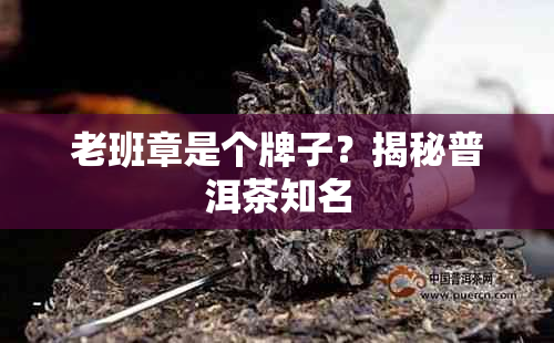 老班章是个牌子?揭秘普洱茶知名