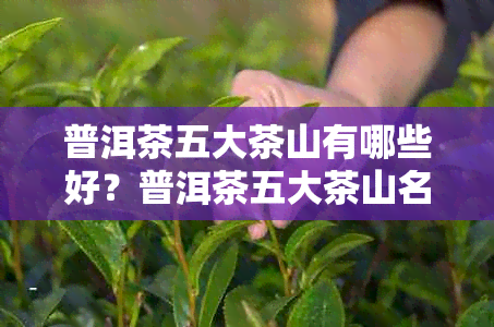 普洱茶五大茶山有哪些好？普洱茶五大茶山名称汇总