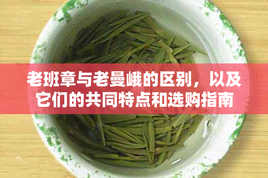 老班章与老曼峨的区别,以及它们的共同特点和选购指南