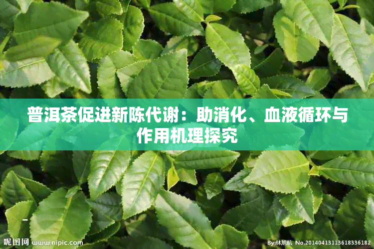 普洱茶促进新陈代谢:助消化、血液循环与作用机理探究