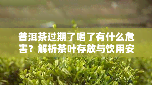 普洱茶过期了喝了有什么危害?解析茶叶存放与饮用安全