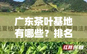 广东茶叶基地有哪些?排名如何?有几个?分布在哪里?