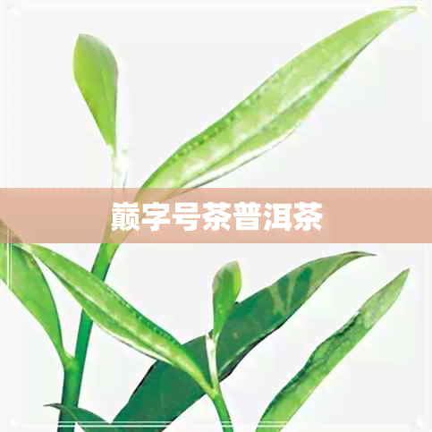 巅字号茶普洱茶 巅字号茶普洱茶