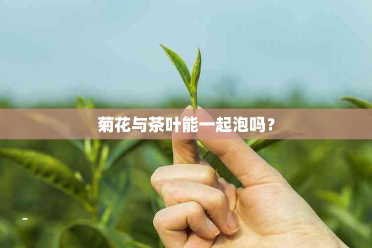 菊花与茶叶能一起泡吗?