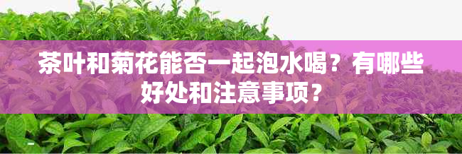 茶叶和菊花能否一起泡水喝?有哪些好处和注意事项?