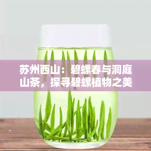 苏州西山:碧螺春与洞庭山茶,探寻碧螺植物之美