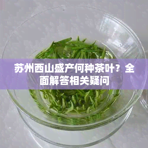 苏州西山盛产何种茶叶?全面解答相关疑问