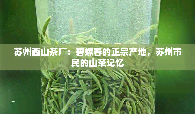 苏州西山茶厂:碧螺春的正宗产地,苏州市民的山茶记忆