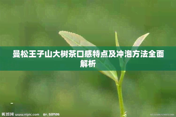 曼松王子山大树茶口感特点及冲泡方法全面解析