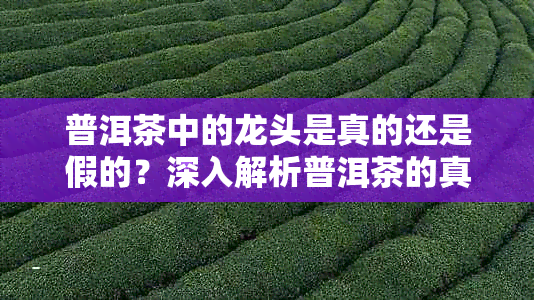 普洱茶中的龙头是真的还是假的?深入解析普洱茶的真相