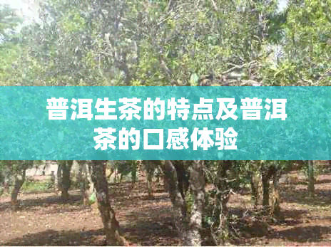 普洱生茶的特点及普洱茶的口感体验
