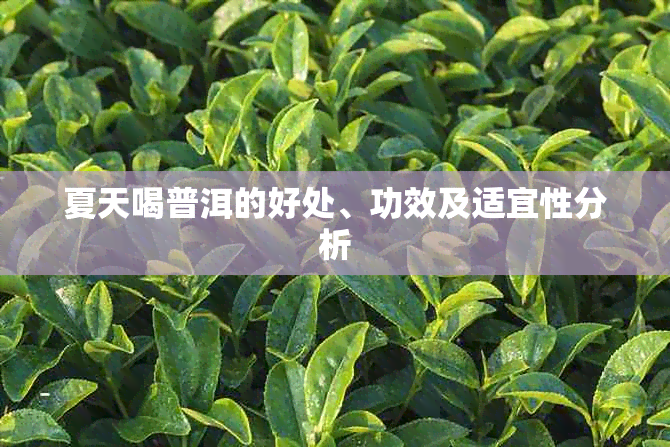 夏天喝普洱的好处、功效及适宜性分析
