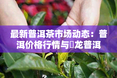 最新普洱茶市场动态:普洱价格行情与犇龙普洱茶报价