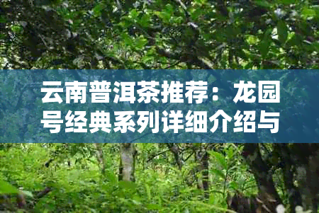 云南普洱茶推荐:龙园号经典系列详细介绍与选购指南