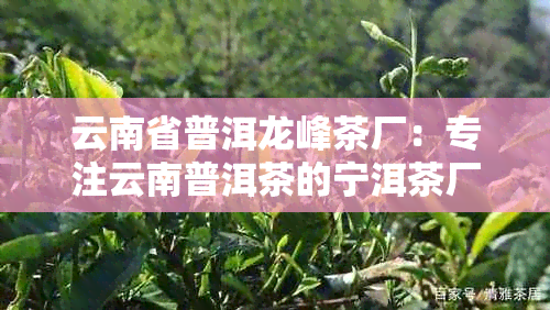 云南省普洱龙峰茶厂:专注云南普洱茶的宁洱茶厂