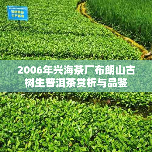 2006年兴海茶厂布朗山古树生普洱茶赏析与品鉴