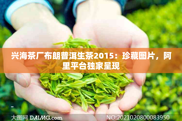 兴海茶厂布朗普洱生茶2015:珍藏图片,阿里平 *** 家呈现