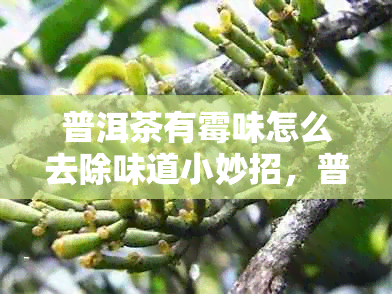 普洱茶有霉味怎么去除味道小妙招,普洱茶有霉味了怎么处理