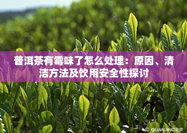 普洱茶有霉味了怎么处理:原因、清洁方法及饮用安全性探讨