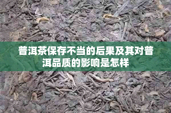 普洱茶保存不当的后果及其对普洱品质的影响是怎样