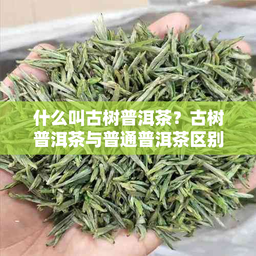 什么叫古树普洱茶?古树普洱茶与普通普洱茶区别及功效特点