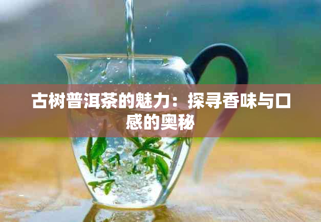 古树普洱茶的魅力：探寻香味与口感的奥秘