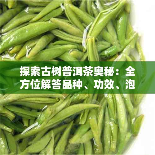 探索古树普洱茶奥秘:全方位解答品种、功效、泡饮与收藏指南