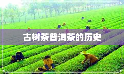 古树茶普洱茶的历史 古树茶普洱茶的历史